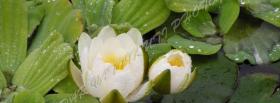 white water lily nature cover white water lily nature facebook cover