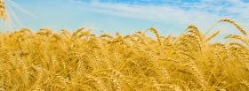wheat fields nature cover wheat fields nature facebook cover
