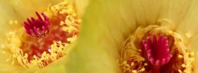 yellow pink flowers nature cover yellow pink flowers nature facebook cover