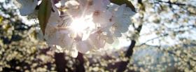 sun through flowers nature cover sun through flowers nature facebook cover