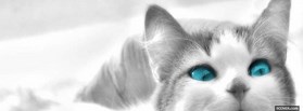 Cat With Blue Eyes cover Cat With Blue Eyes facebook cover